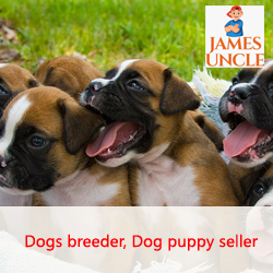 Dog seller Mr. Anirban Poddar in Naihati